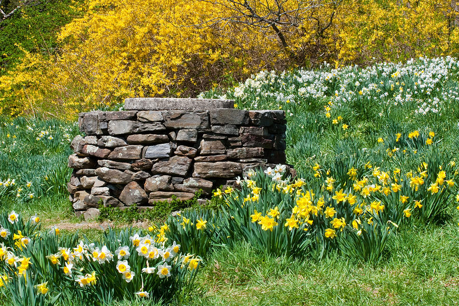Old Well and Daffodils Photograph by David Freuthal