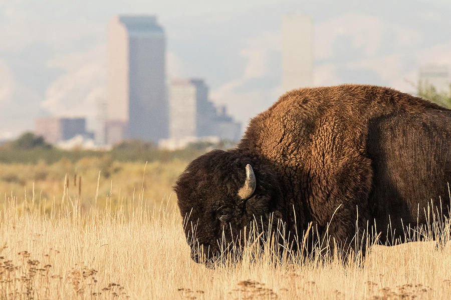 Old West Bison in Front of New West City Photograph by Tony Hake