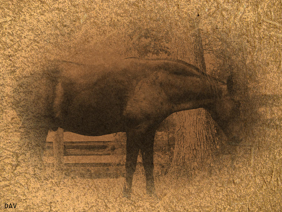 Wildlife Photograph - Old West Horse by Debra     Vatalaro