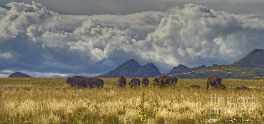 Buffalo Photograph - The American West by Michael Griffiths