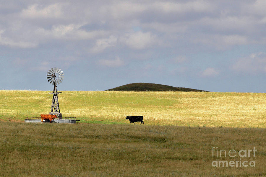 Old West Windmill With Cattle 0078 Photograph By Alan Look Fine Art America 4272