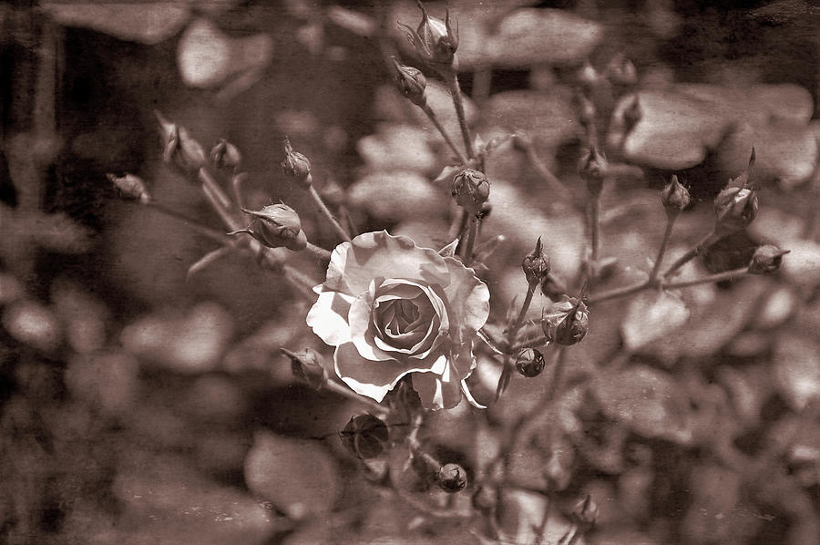 Old Western Pink Rose Photograph