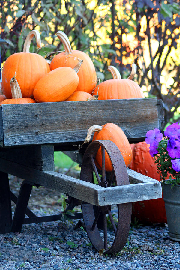 Old Wheel Barrow and Pumpkins Photograph by Brook Burling