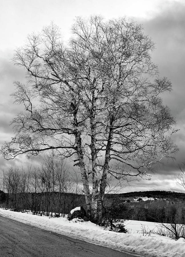 Old White Birch Photograph by Betty Pauwels