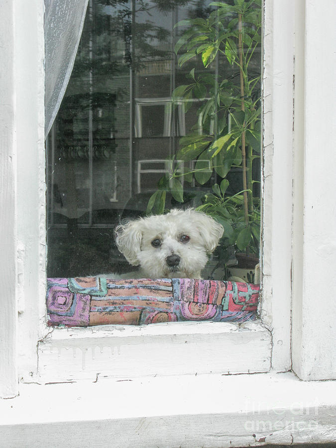 Old white poodle alone at home Photograph by Patricia Hofmeester