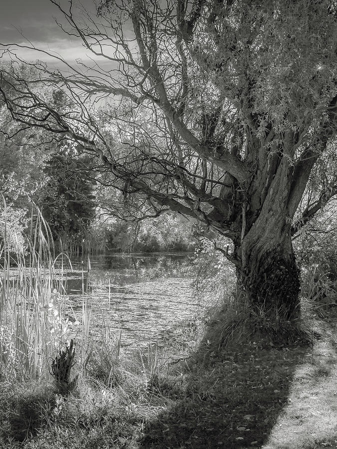Old Willow Photograph by Mark Mille