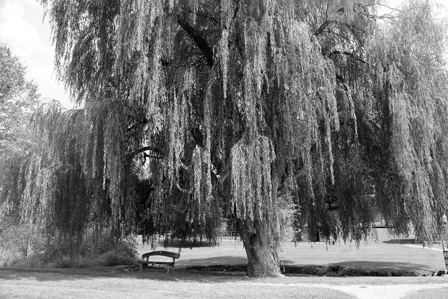 Old Willow Tree Photograph by Dwight Cook