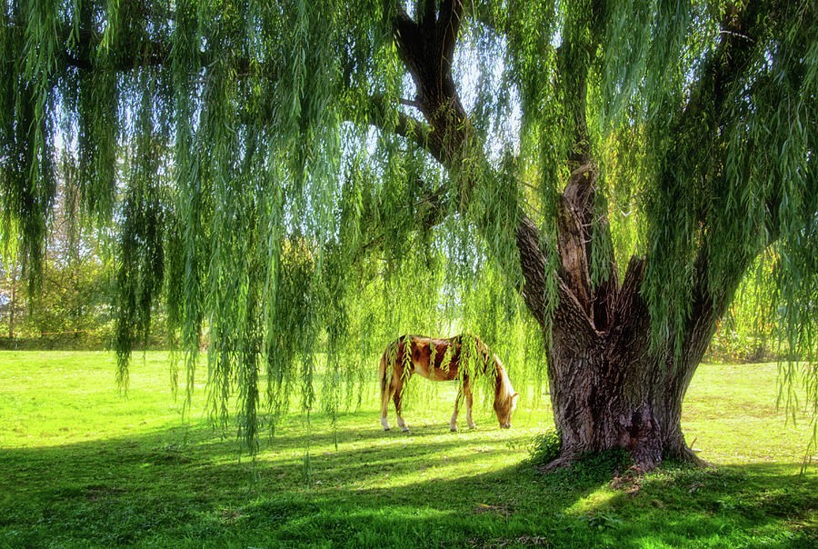 Old Willow Tree in the Meadow Photograph by Carolyn Derstine