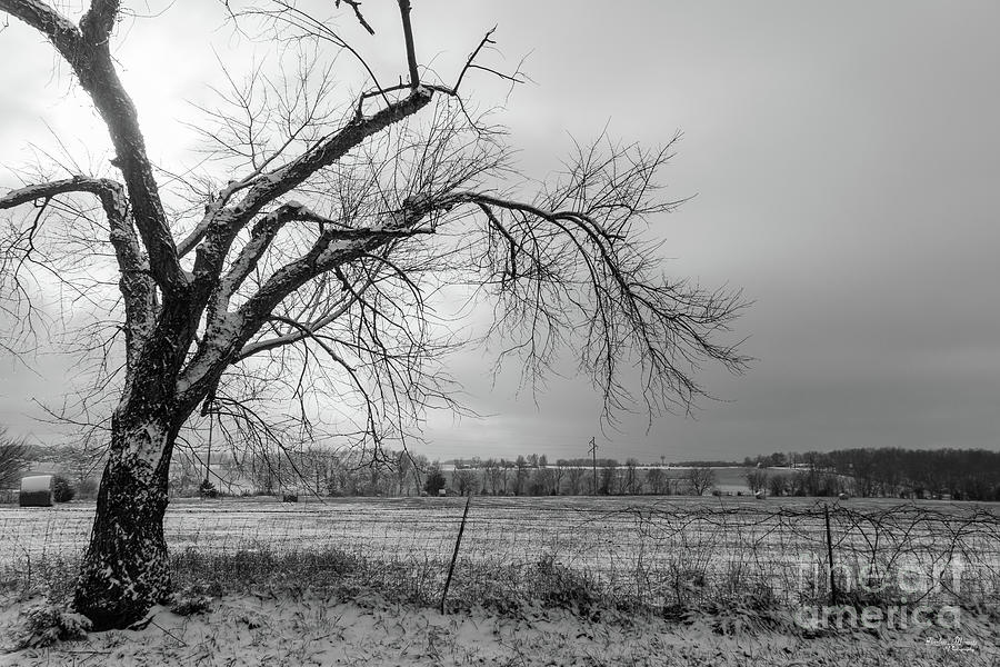 Old Winter Tree Grayscale Photograph by Jennifer White