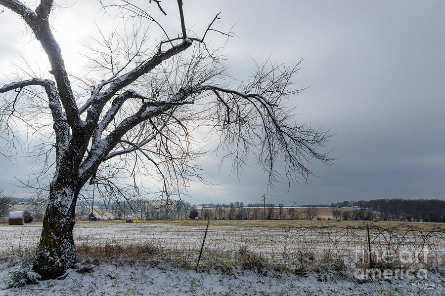 Old Winter Tree Photograph by Jennifer White