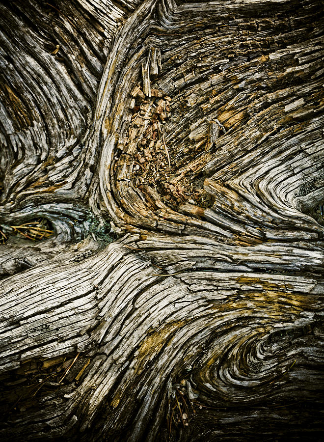 Old Wood 1 Photograph by Marilyn Hunt