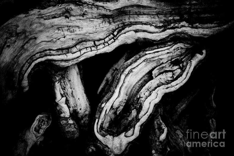 Old Wood Abstract Vintage Background  Photograph by Raimond Klavins