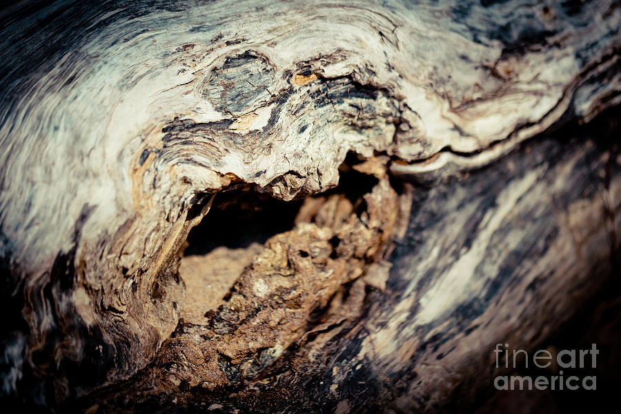 Old Wood Abstract Vintage texture Artmif Photograph by Raimond Klavins