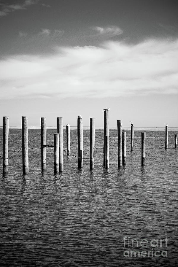 Seagull Photograph - Old Wood Pilings in Water by Colleen Kammerer