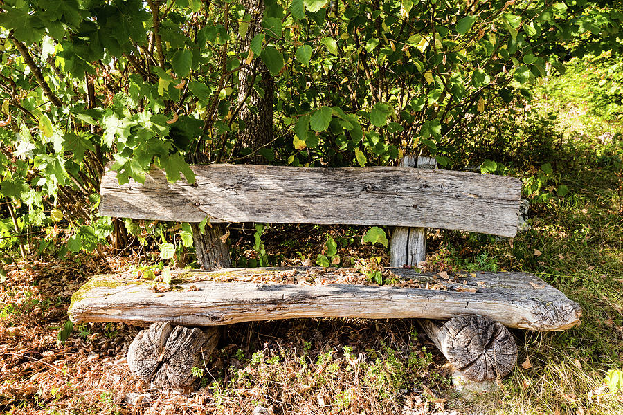 Old Wooden Bench In Forest Photograph by Frank Gaertner