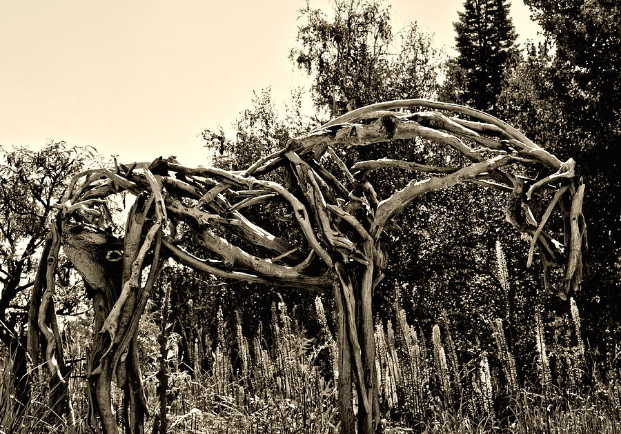 Old Wooden Bones Photograph by Amy McDaniel