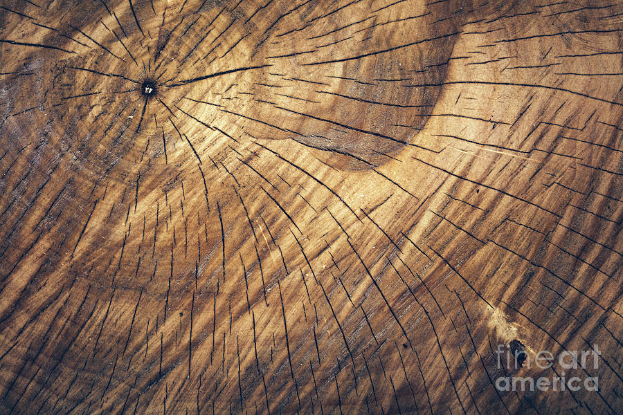 Old wooden log pattern, natural tree texture. Photograph by Michal Bednarek