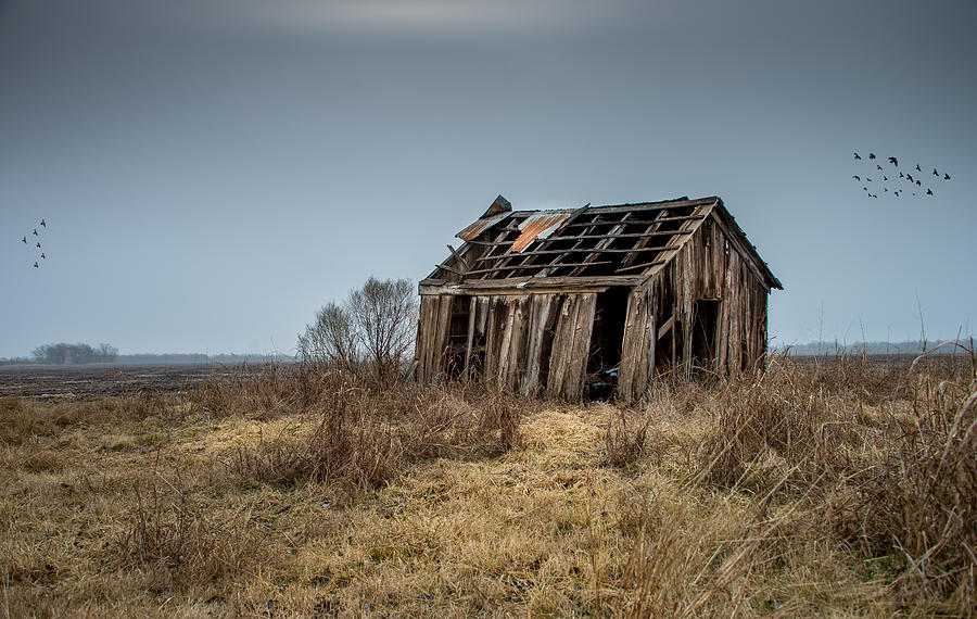 Bird Photograph - Old Wooden Shack by Chris Daugherty