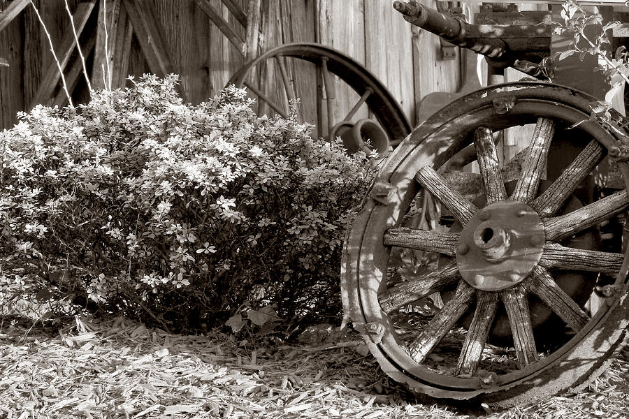 Old Wooden Wheel Photograph by Janice Adomeit