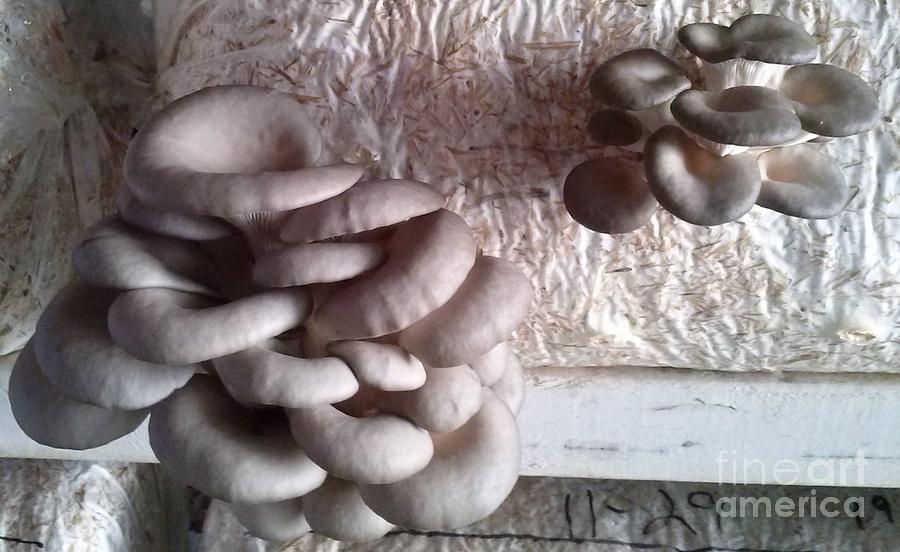 Old World Blue Oyster Mushrooms Photograph
