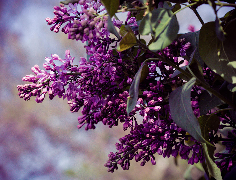 Old World Lilac Photograph by Cathy Donohoue