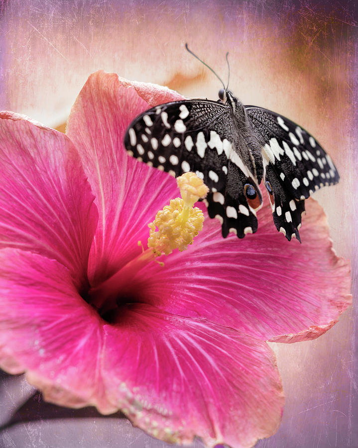 Old World Swallowtail on Pink Hibiscus Photograph by Susan Rissi Tregoning