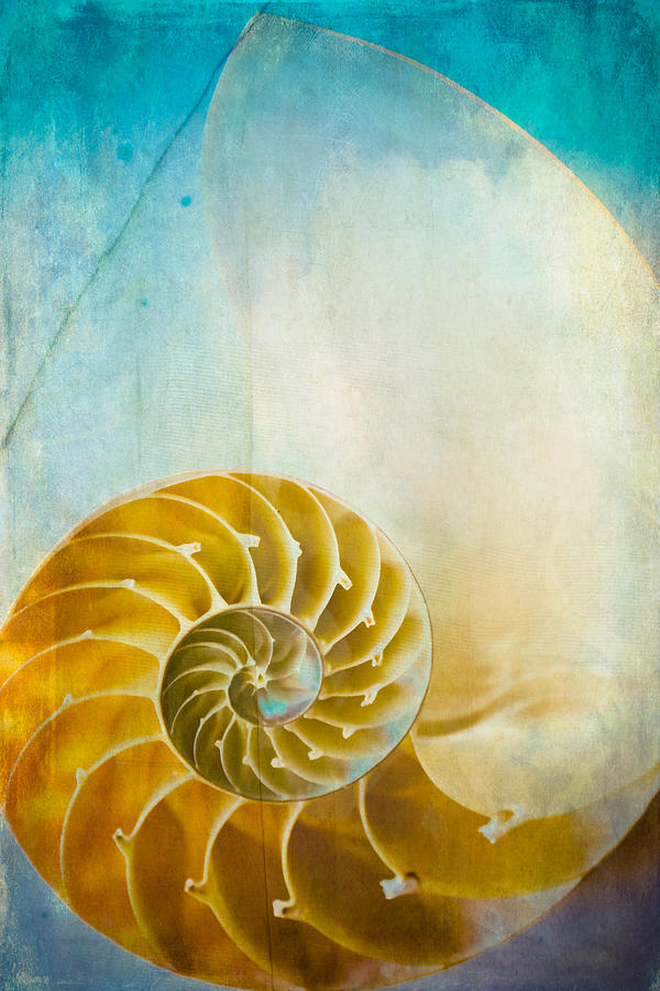 Beach Photograph - Old World Treasures - Nautilus by Colleen Kammerer