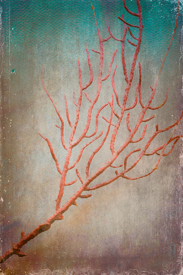 Nature Photograph - Old World Treasures - Red Coral by Colleen Kammerer