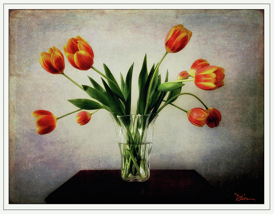 Old World Tulips Photograph by Peggy Dietz