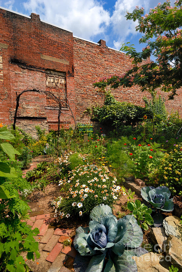 Daisy Photograph - Olde Allegheny Community Gardens Pittsburgh Pennsvylvania by Amy Cicconi