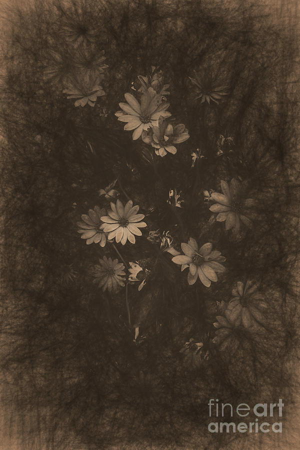 Olden day daisies  Photograph by Jorgo Photography