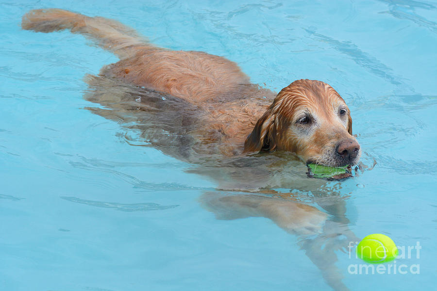 Summer Photograph - Older golden retriever dog swimming in swimming pool by Merrimon Crawford