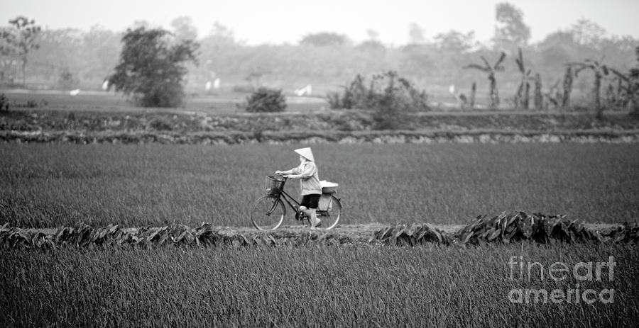 Older Vietnamese Woman Bicycle Rice Fields BW Photograph by Chuck Kuhn
