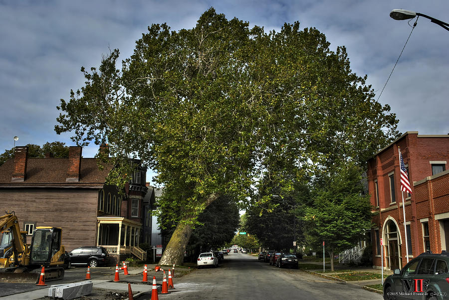 Oldest Tree In Buffalo 6oct15 Photograph by Michael Frank Jr