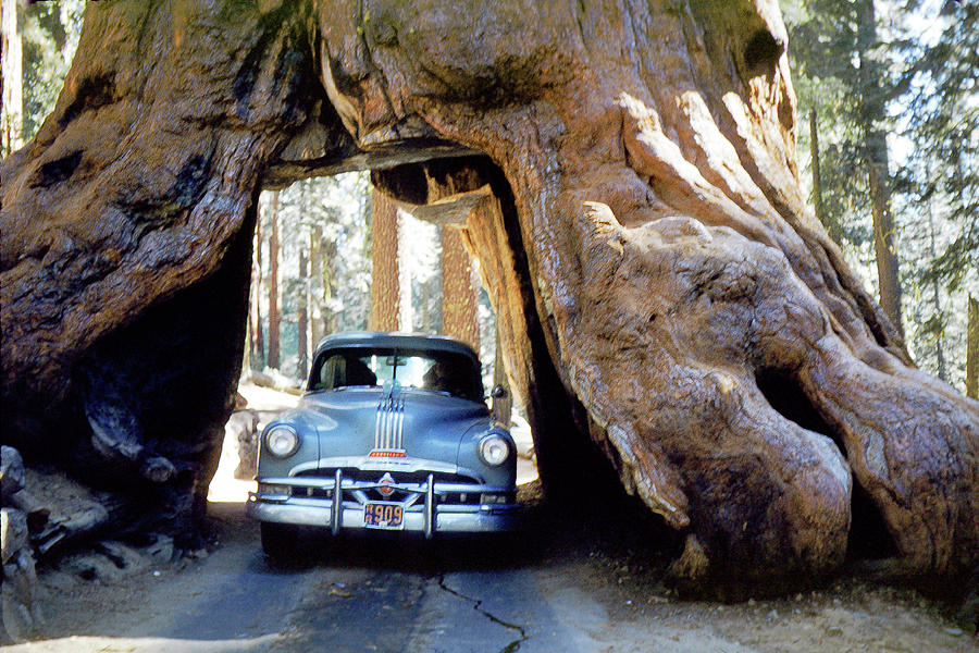 Oldsmobile Car goes through a Tunnel through a tree Photograph by Wernher Krutein