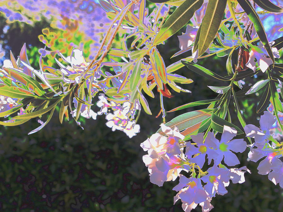 Oleander 2 Photograph by M Diane Bonaparte