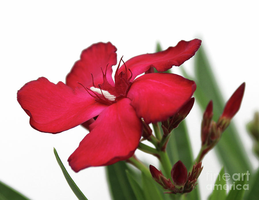 Oleander Blood-red Velvet 2 Photograph by Wilhelm Hufnagl