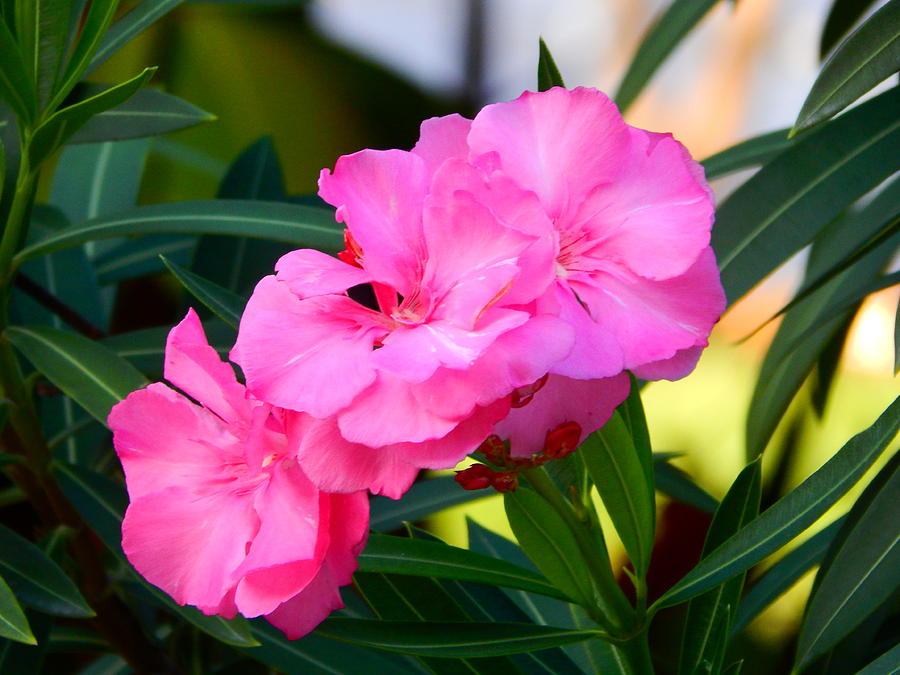 Oleander Blooming Photograph by Virginia White
