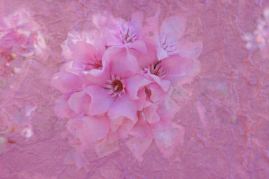 Oleander Blossoms Photograph by Lorraine Baum