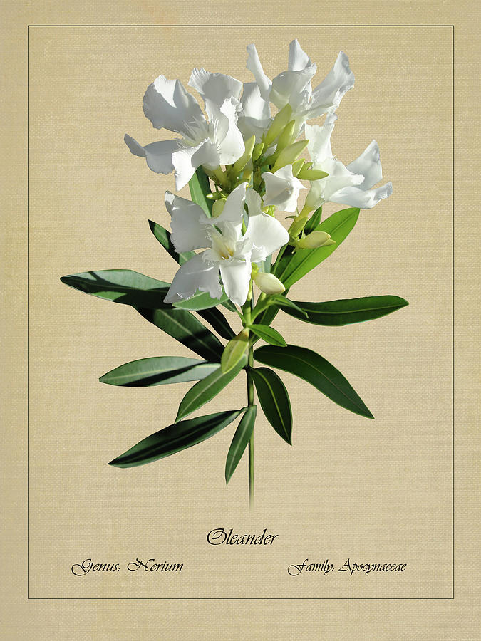 Oleander Botanical Digital Art by M Spadecaller