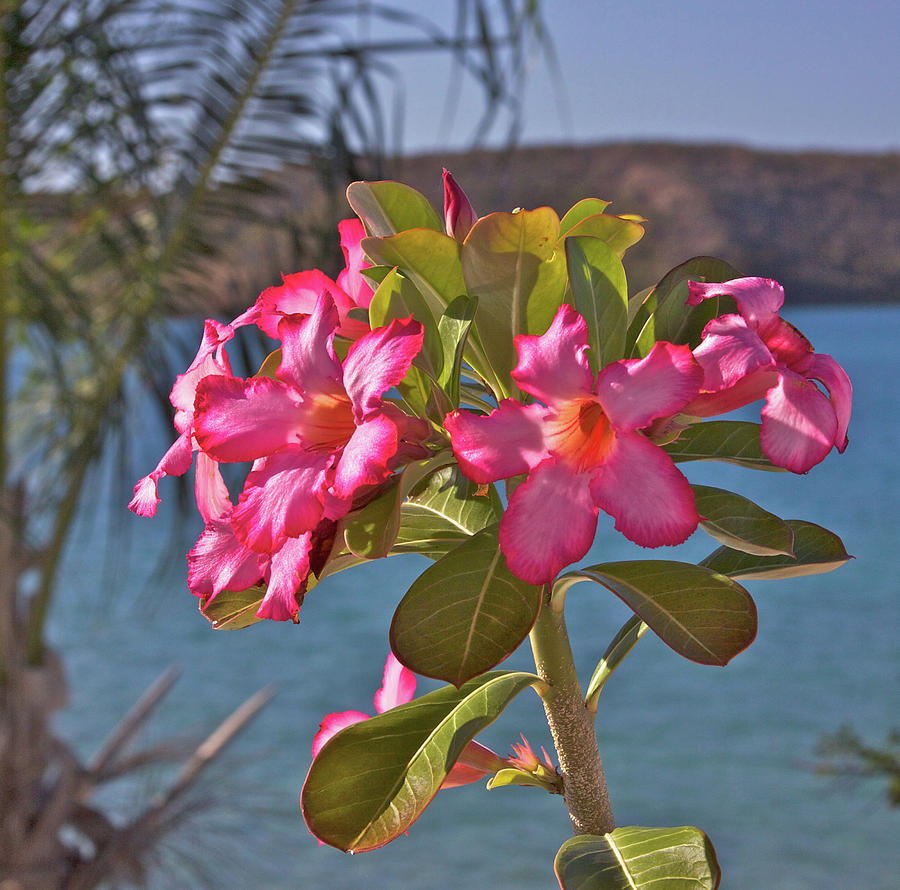 Flowers Still Life Photograph - Oleander by the bay by Kurt Gustafson