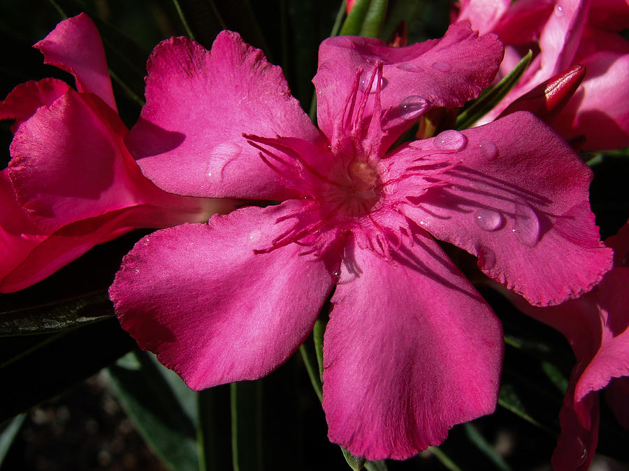 Oleander Photograph by Carl Moore