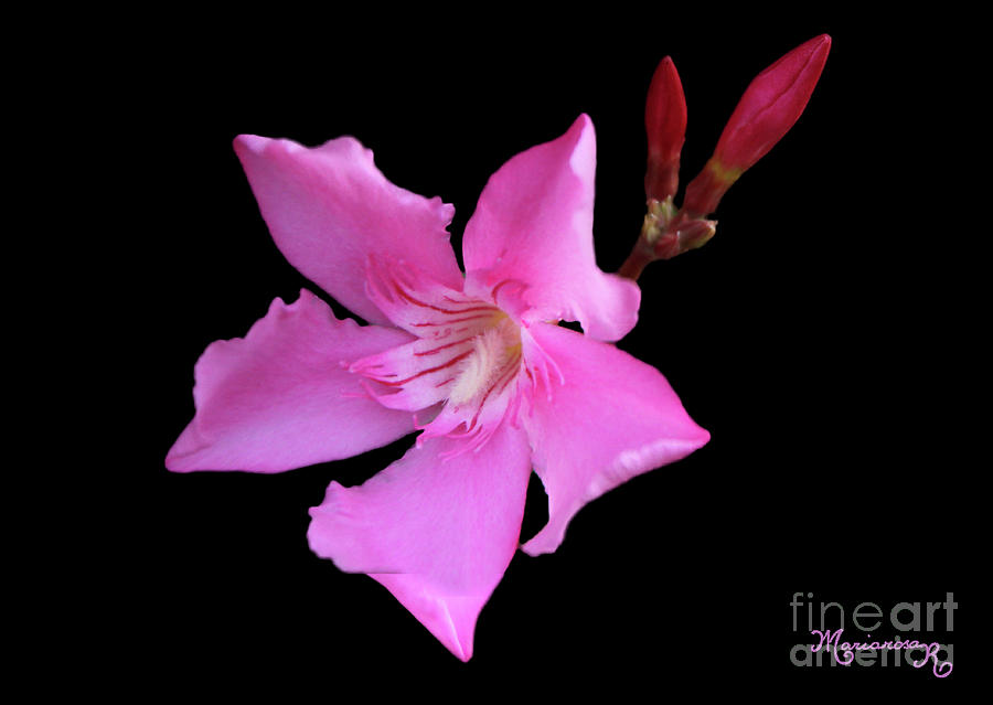 Oleander Close-up Photograph by Mariarosa Rockefeller