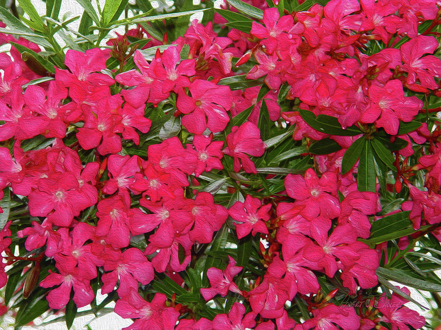 Oleander - Hot Pink in Houston Mixed Media by Robert J Sadler