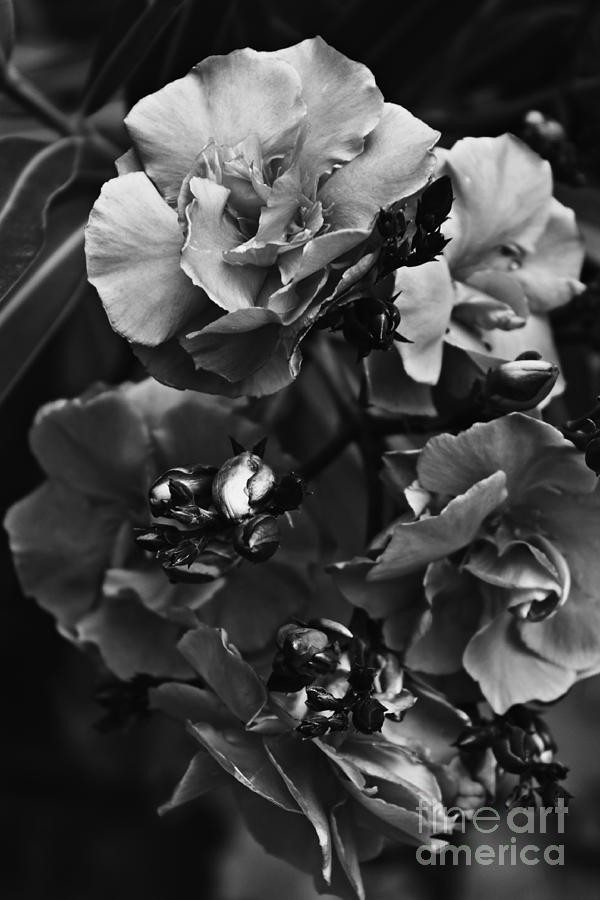 Oleander in Mono Photograph by Clare Bevan