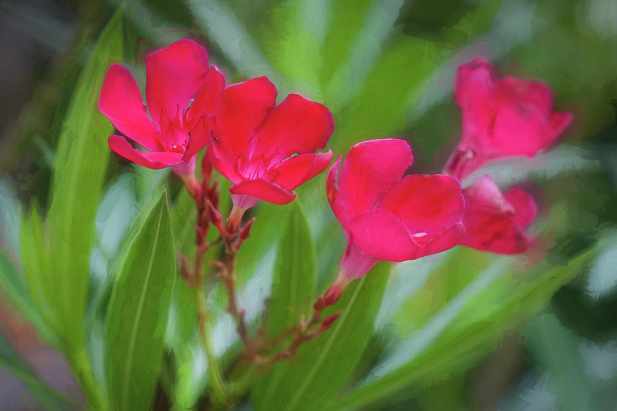 Oleander Nerium Flowers 001 Photograph by Rich Franco