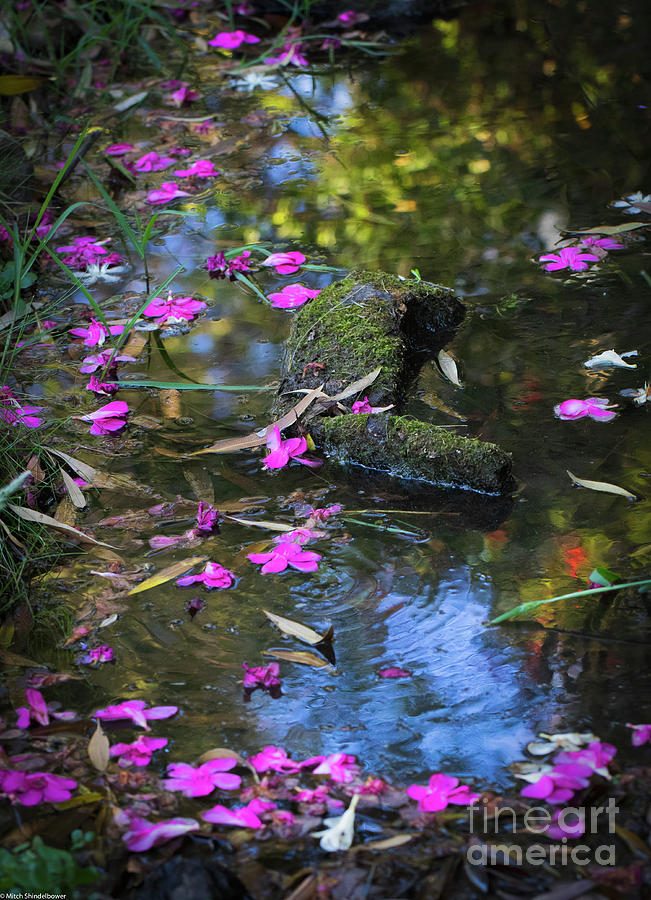 Oleander Reflections Photograph by Mitch Shindelbower