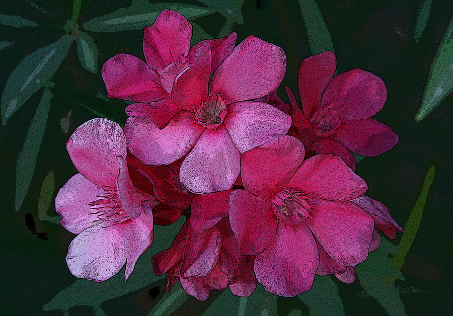 Oleanders in Pink Photograph by Marna Edwards Flavell