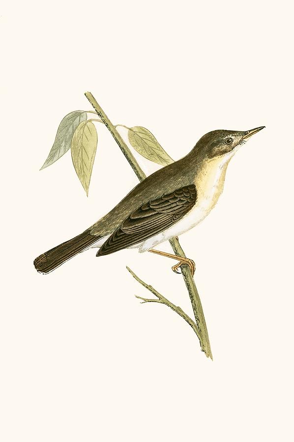 Nature Painting - Olivaceous Warbler by English School