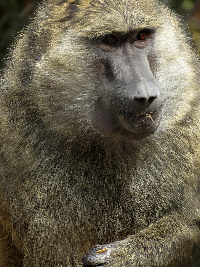 Olive Baboon Photograph by Laurel Powell